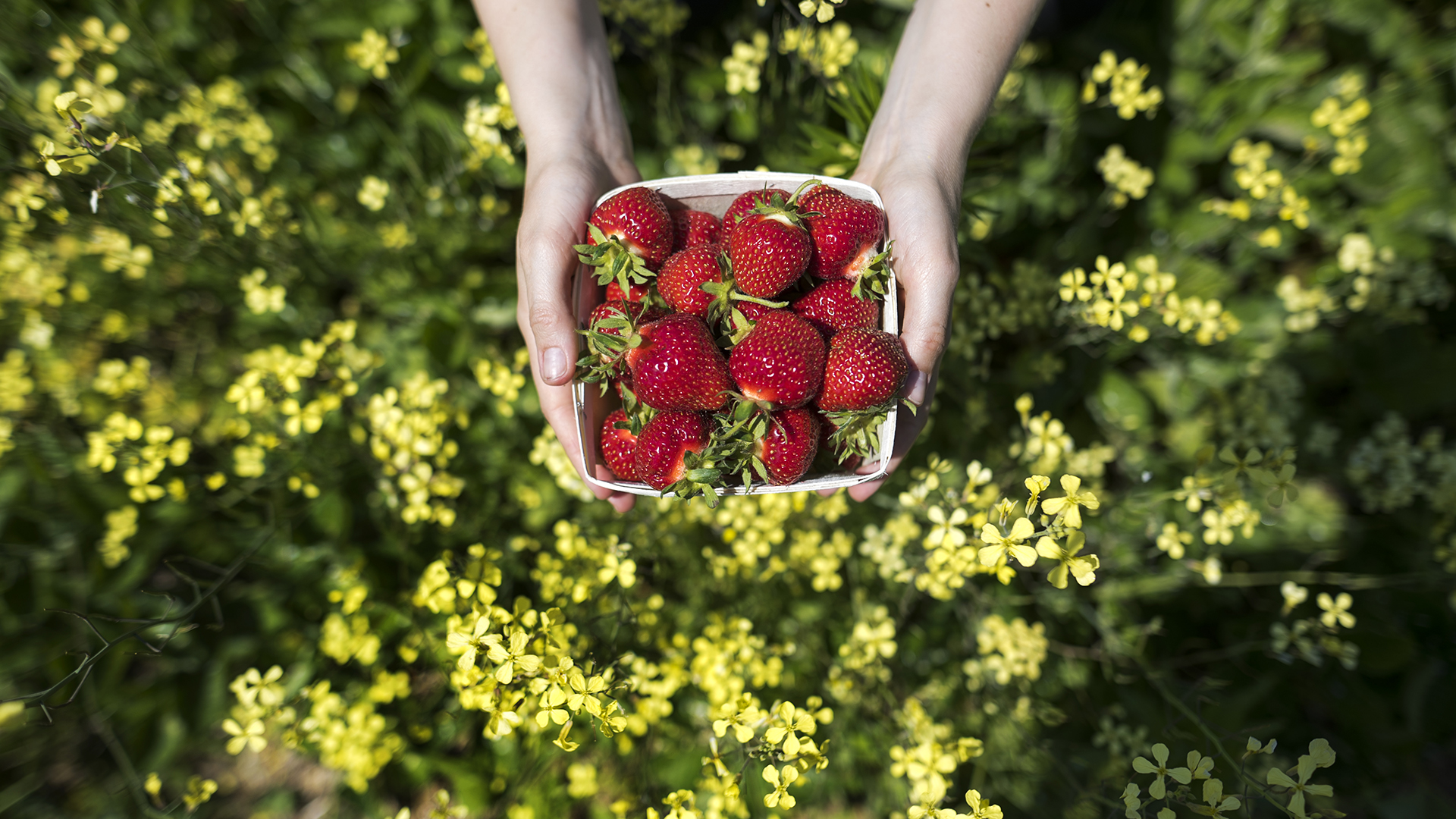 Road Trip to Nova Scotia's Wild Berry Bounty